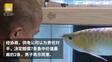 金龍魚停電能堅持多久：金龍魚停電能堅持多久金龍魚停電能堅持10小時左右