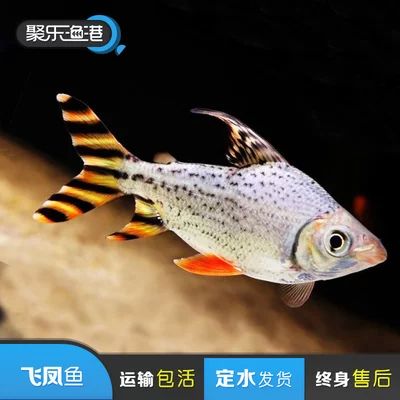 龍魚定水是什么意思：龍魚定水是一個(gè)確保魚兒適應(yīng)新水質(zhì)環(huán)境的過程中的重要步驟 龍魚百科 第2張