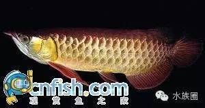 龍魚價(jià)格排名前十名品種：龍魚價(jià)格排名前十名 龍魚百科 第3張