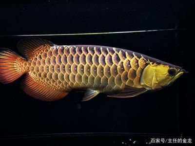 什么是古典金龍魚：古典金龍魚是一種觀賞魚，它的特點(diǎn)是頭和背是黑色的 龍魚百科 第2張