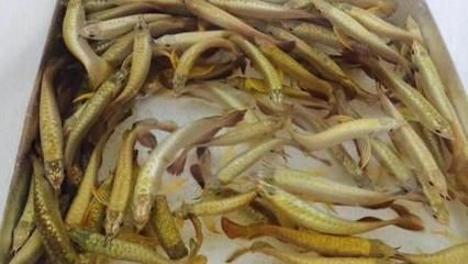 固原龍魚專賣店：在固原市，有一些地方可以買到龍魚,固原龍魚專賣店