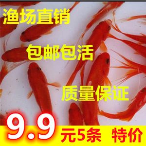 龍魚飼料魚 分開養(yǎng)嗎怎么養(yǎng)好吃：龍魚飼料魚一定要分開養(yǎng)嗎？ 龍魚百科 第2張