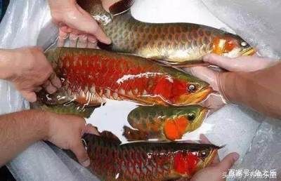 紅龍魚(yú)挑選視頻：挑選紅龍魚(yú)的關(guān)鍵因素 龍魚(yú)百科 第1張