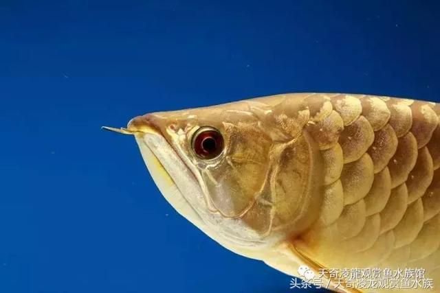 龍魚在缸底不動不吃食怎么治好：龍魚在缸底不動不吃食怎么治好龍魚在缸底不動不吃食怎么治好