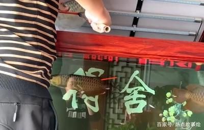 龍魚(yú)在什么情況下會(huì)死呢：龍魚(yú)在什么情況下會(huì)死 龍魚(yú)百科 第2張