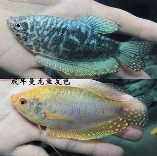 黃藍(lán)曼龍魚能長多大：黃藍(lán)曼龍魚在成年時的體長一般在10~15厘米之間 龍魚百科 第3張