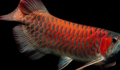 紅龍魚養(yǎng)幾條最好：1.5米的魚缸可以飼養(yǎng)3條紅龍魚，但養(yǎng)幾條最好