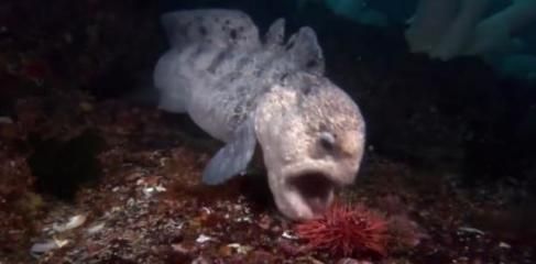 龍魚(yú)狀態(tài)不好,一驚一乍怎么回事呀：龍魚(yú)狀態(tài)不佳頻繁出現(xiàn)一驚一乍的現(xiàn)象是由多種原因?qū)е碌? title=