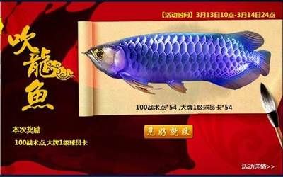 買龍魚怎么選：如何挑選龍魚？ 龍魚百科 第1張