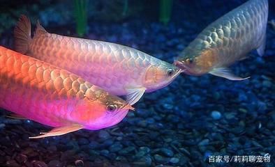 紅龍魚與金龍魚混養(yǎng)：紅龍魚與金龍魚可以混養(yǎng)嗎？