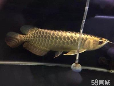 自制龍魚(yú)缸：專賣龍魚(yú)店名的建議 龍魚(yú)百科 第2張