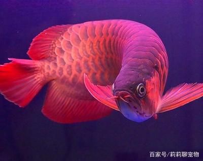 紅龍魚發(fā)色燈：紅龍魚發(fā)色燈的選擇和使用指南 龍魚百科 第3張