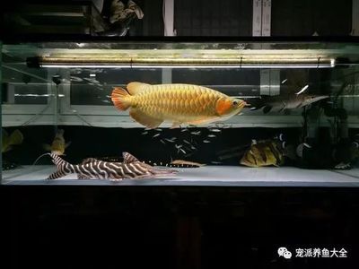 斑馬鴨嘴和龍魚混養(yǎng)好嗎：關(guān)于斑馬鴨嘴魚和龍魚混養(yǎng)的問題