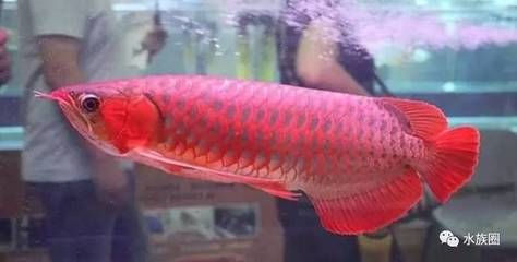 紅龍魚(yú)死亡：紅龍魚(yú)死亡原因可能涉及到多種因素