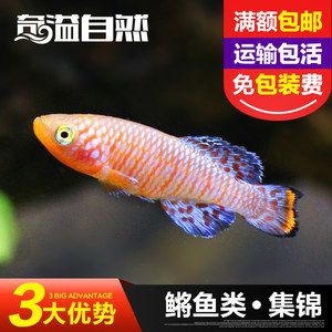 養(yǎng)小金龍魚要注意什么細(xì)節(jié)：養(yǎng)小金龍魚時(shí)需要注意什么細(xì)節(jié) 龍魚百科 第3張