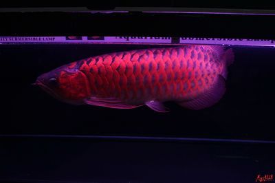 北京和興龍魚貿(mào)易：北京和興龍魚貿(mào)易公司 龍魚百科 第3張