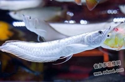 養(yǎng)一條銀龍魚代表什么：養(yǎng)一條銀龍魚代表著“一生平安”，寓意和風水學的應用