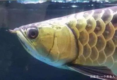 龍魚(yú)掉嘴是什么意思：龍魚(yú)掉嘴是什么意思龍魚(yú)掉嘴是什么意思 龍魚(yú)百科 第2張