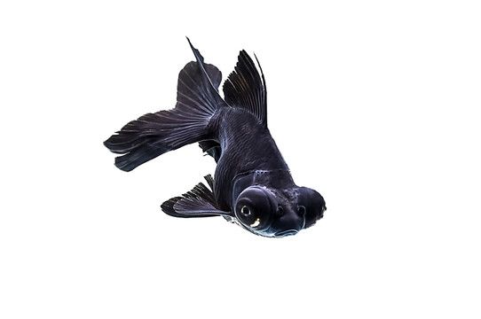 龍魚(yú)黑色排名：龍魚(yú)黑色品種排名信息查詢(xún)龍魚(yú)黑色排名信息 龍魚(yú)百科 第2張