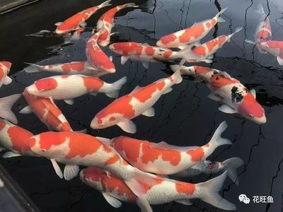 賣龍魚賺錢嗎是真的嗎：養(yǎng)殖龍魚賺錢的真實(shí)性取決于多種因素