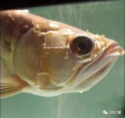 換完濾材龍魚狀態(tài)不好：換完濾材后龍魚狀態(tài)不好，換完濾材后龍魚狀態(tài)不好的原因