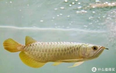 龍魚(yú)吃面包蟲(chóng)后不吃別的：龍魚(yú)吃面包蟲(chóng)后不再吃其他食物可能是因?yàn)槎喾N原因