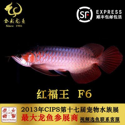 紅福王f5龍魚：紅福王f5龍魚的價格是多少