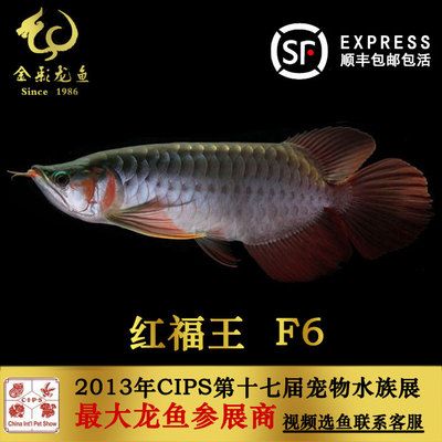 紅福王f5龍魚：紅福王f5龍魚的價格是多少