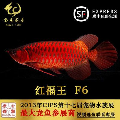 紅福王f5龍魚：紅福王f5龍魚的價格是多少