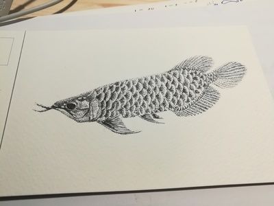 金龍魚繪畫素描：金龍魚素描作品，金龍魚繪畫素描作品