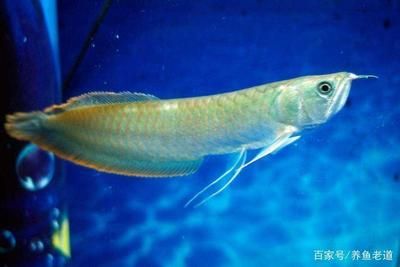 龍魚(yú)入缸多久喂食一次：龍魚(yú)入缸多久喂一次 龍魚(yú)百科 第1張