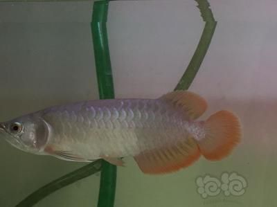 龍魚吃小魚對發(fā)色有好處嗎：龍魚吃小魚對發(fā)色有好處嗎龍魚吃小魚對發(fā)色有好處嗎 龍魚百科 第3張