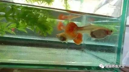 單養(yǎng)龍魚多久換水：單養(yǎng)龍魚多久換水一次