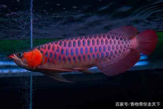 血龍魚的功效與作用禁忌：血龍魚具有多種功效與作用嗎 龍魚百科 第3張