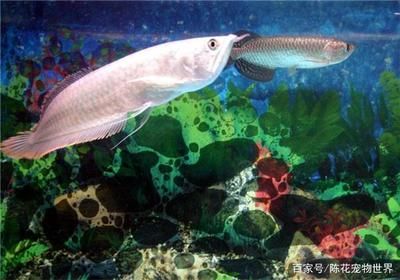 龍魚適合喂什么水：龍魚喜歡弱酸性的水，飼養(yǎng)者需要將ph值保持在6.5之間 龍魚百科 第1張