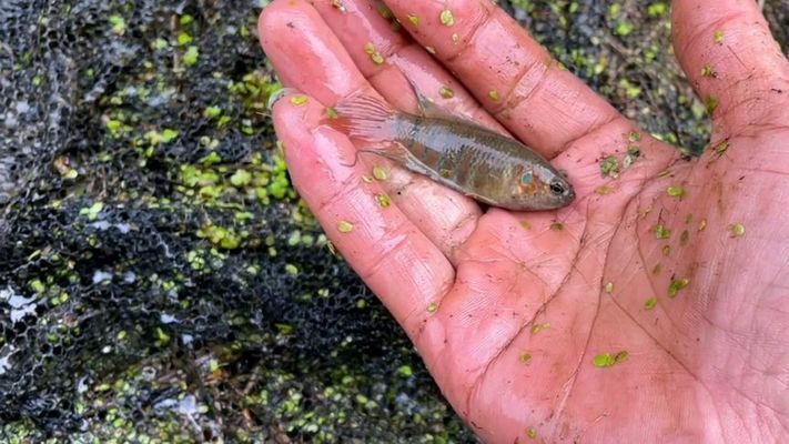 野外雷龍魚(yú)怎么抓：野外雷龍魚(yú)的抓捕方法