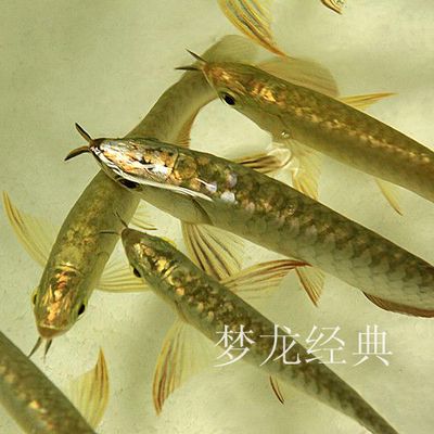 龍魚芯片怎么掃描的：龍魚芯片怎么掃描 龍魚百科 第2張