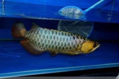 龍魚的顏色：龍魚的色彩豐富多樣 龍魚百科 第3張