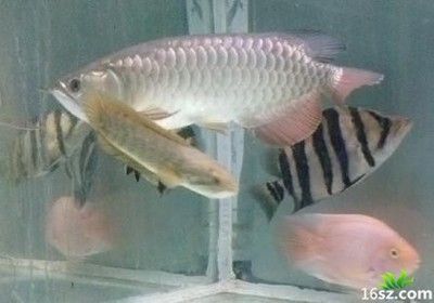 龍魚蒙眼土霉素：使用土霉素治療龍魚蒙眼需要注意什么？