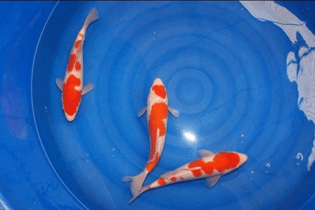 錦鯉黃龍魚：錦鯉黃龍魚怎么養(yǎng)？