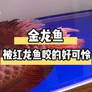 紅龍魚尾巴有黑斑和黑點(diǎn)是什么?。杭t龍魚尾巴上有黑斑和黑點(diǎn)是什么病