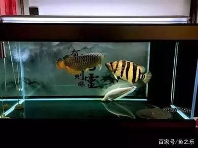 龍魚怎么配魚缸：選擇與龍魚一起飼養(yǎng)的配魚時需要考慮多個因素，龍魚怎么配魚缸 龍魚百科 第2張