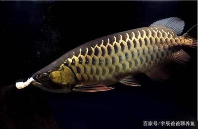 金龍魚(yú)的知識(shí)介紹：金龍魚(yú)是一種什么樣的觀賞魚(yú) 龍魚(yú)百科 第1張