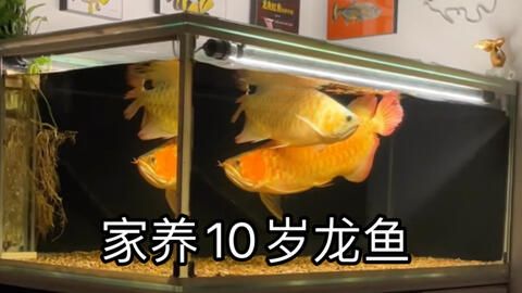 紅龍魚(yú)母魚(yú)有蛋會(huì)憋死嗎？：紅龍魚(yú)母魚(yú)在產(chǎn)卵后有可能因?yàn)闊o(wú)法排出卵而面臨憋死的風(fēng)險(xiǎn) 龍魚(yú)百科 第3張