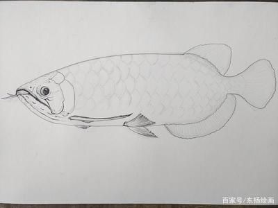 龍魚素描畫：龍魚素描畫步驟