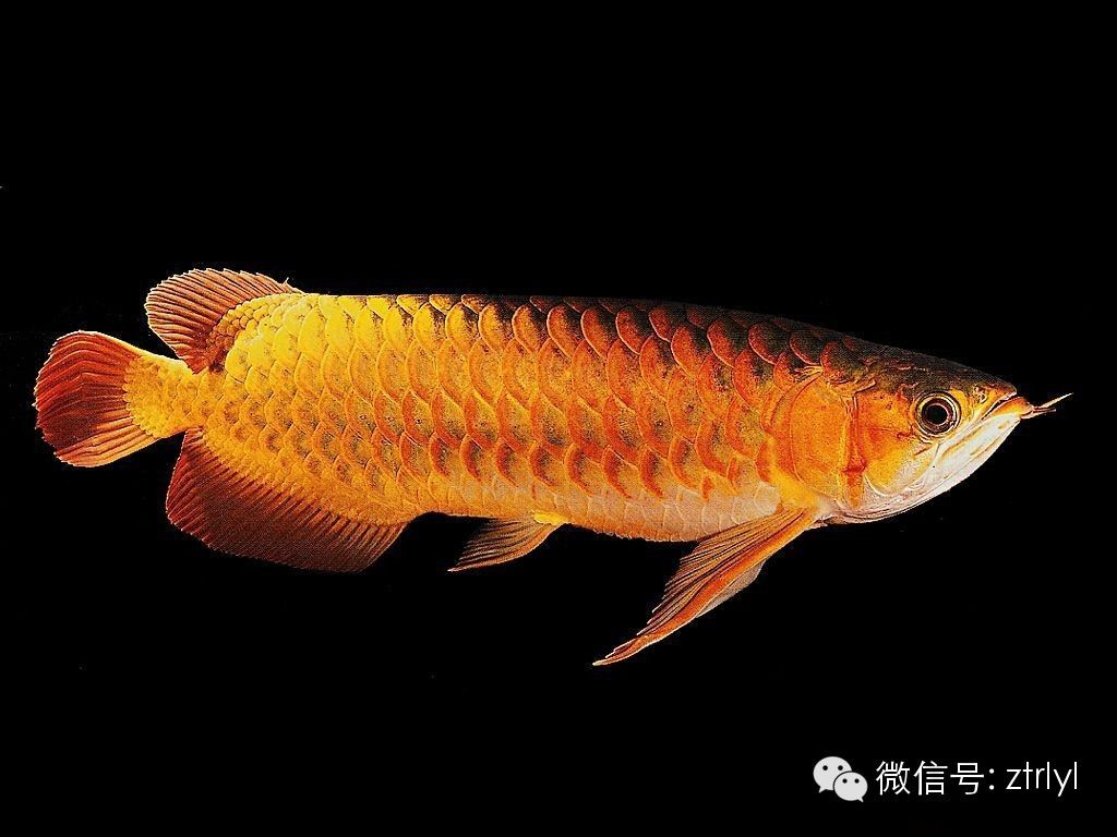 食用龍魚(yú)是什么魚(yú)：食用龍魚(yú)應(yīng)該注意其可能存在的健康風(fēng)險(xiǎn)和養(yǎng)殖難度 龍魚(yú)百科 第1張