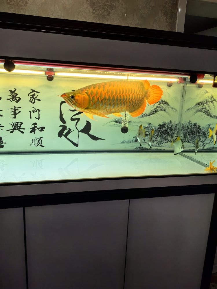 清洗魚缸，水清魚靚?。呵逑呆~缸，水清魚靚! 觀賞魚論壇 第8張