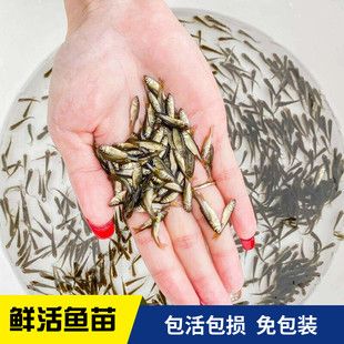 龍魚和草魚一起養(yǎng)嗎：龍魚和草魚可以一起養(yǎng)嗎，龍魚和草魚一起養(yǎng)取決于多種因素