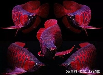 潮汕金龍魚是什么魚做的：潮汕金龍魚是一種觀賞魚，而不是烹飪的魚，而是一種觀賞魚 龍魚百科 第1張