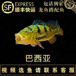 龍魚發(fā)快遞可以堅持幾天：龍魚發(fā)快遞的存活時間